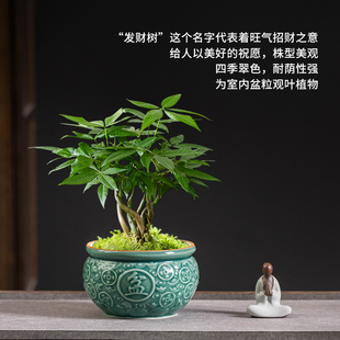 陶瓷花盆发财树专用花盆办公室桌面好养文竹青色创意复古小盆景盆