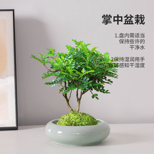 陶瓷花盆清香胡椒木专用花盆家用哥窑水培器皿石斛兰花卉苔藓用盆