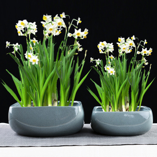 招财铜钱草水养水培花盆哥窑四方形无孔水仙花盆陶瓷专用盆一叶莲