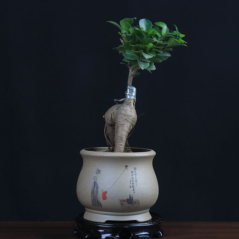 多肉花盆老桩发财树特价清仓创意室内粗陶透气陶瓷盆景小榕树绿植