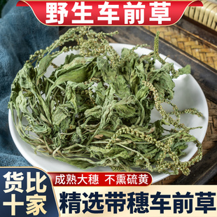 车前草野生干货中药材茶新鲜中药材夏枯草正品尿酸泡水煮水喝功效