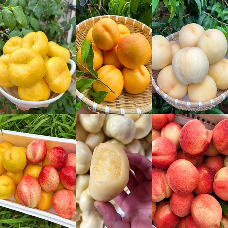 蒙阴黄金油蟠桃黄油桃黄桃蜜桃奶油蟠桃黑桃白桃麻点油桃毛蟠桃
