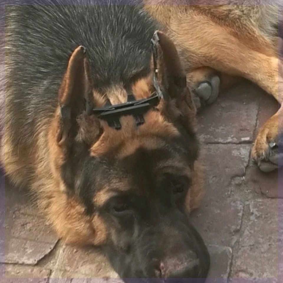 德牧幼犬立耳器狗狗贴锤系黑狼青马犬架莱州苏联红哈士牧羊犬竖