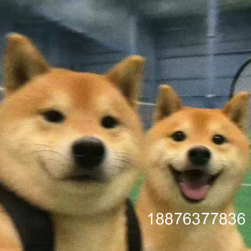 出售全欧TRIOPTICS Pro5 PRO 9议价