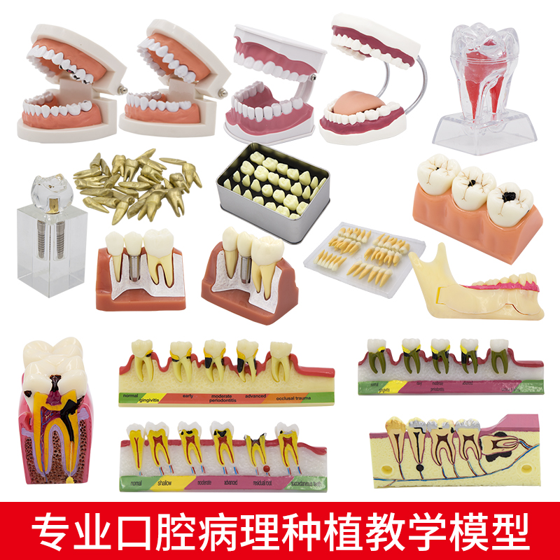牙齿教学展示雕牙仿真离体牙牙科口腔教学示教考试