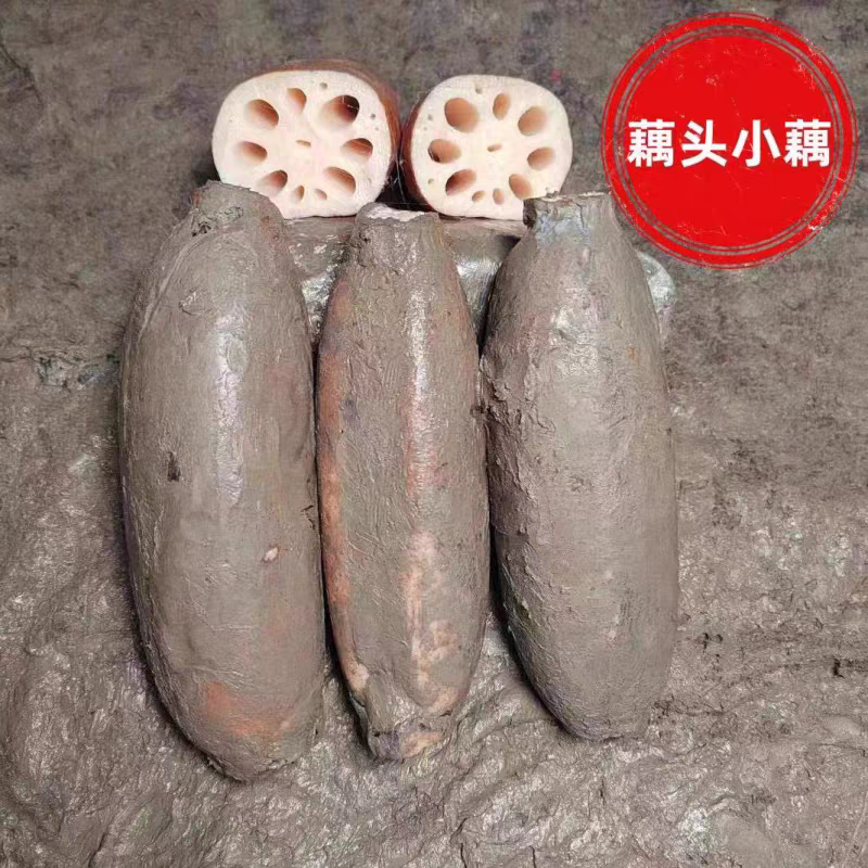 湖北洪湖小粉藕莲藕小藕3斤小节藕小藕莲藕火锅藕卤藕煲汤炒菜藕