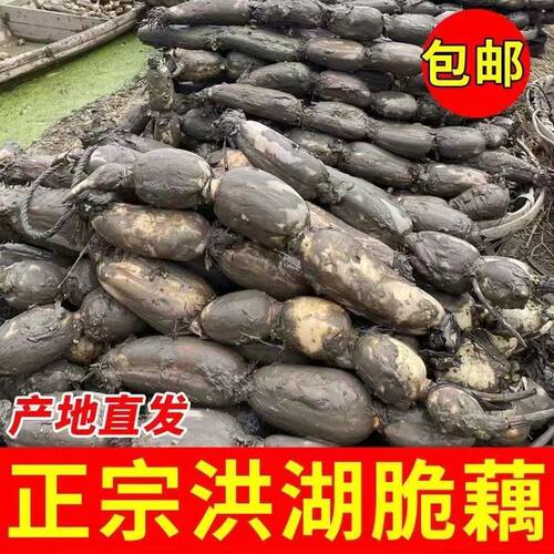 莲藕鲜藕原产地直发莲藕