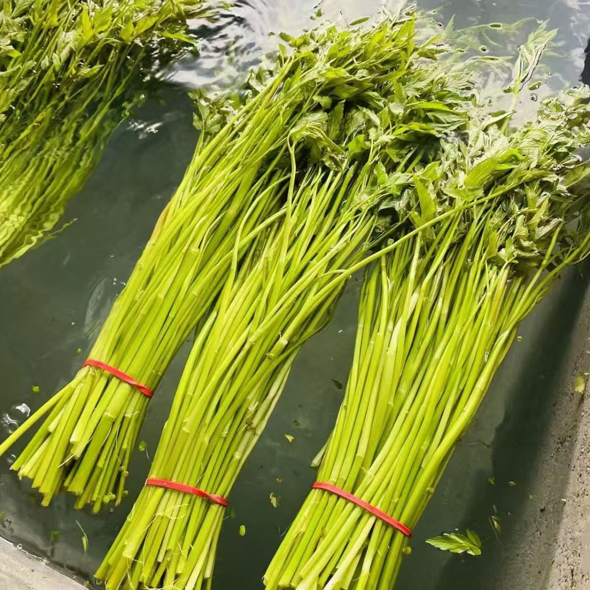 湖北新鲜野芹菜采摘现发