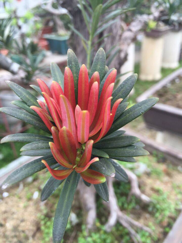 海岛真趣松红芽罗汉松 海岛罗汉松 红芽罗汉松 红芽海岛罗汉松