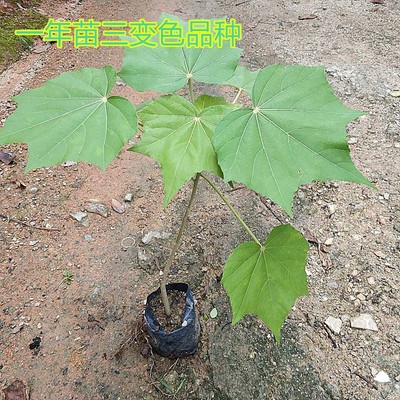 三变色芙蓉花树苗带土发货