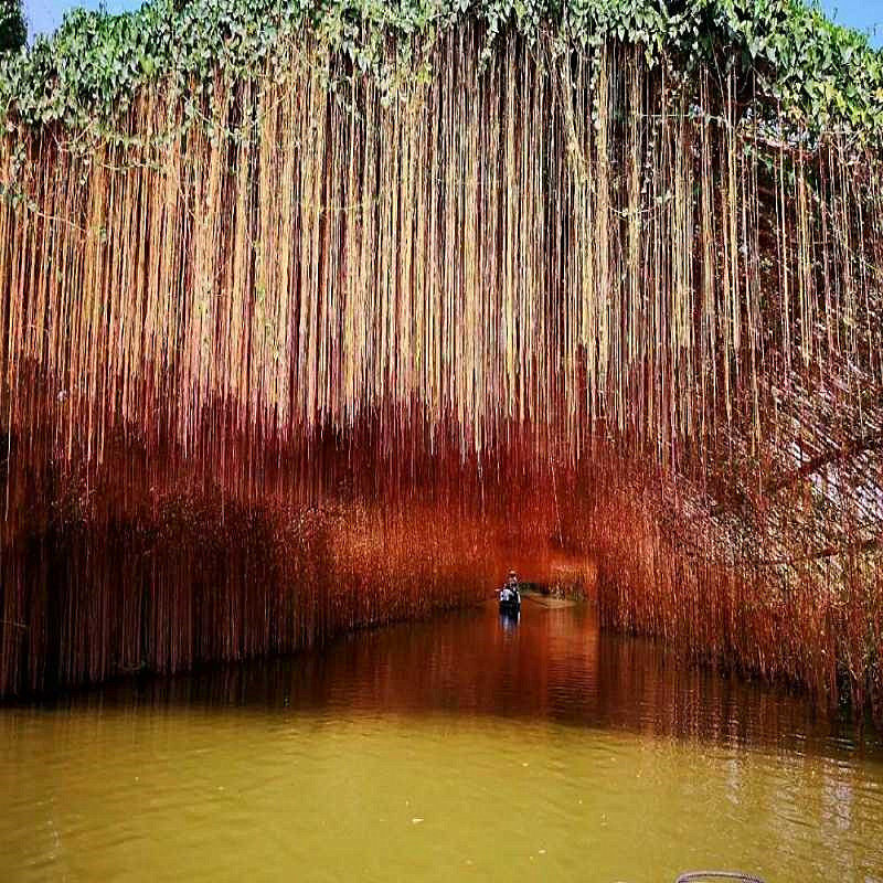 珠帘藤带原土原杯发货阳台室外花卉植物爬藤一帘幽梦锦屏藤花苗