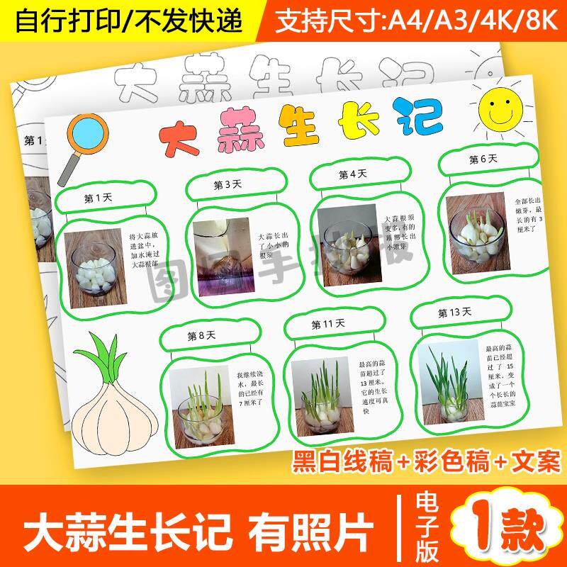 大蒜观察日记手抄报自然笔记生长照片蒜苗成长过程电子版a34小报