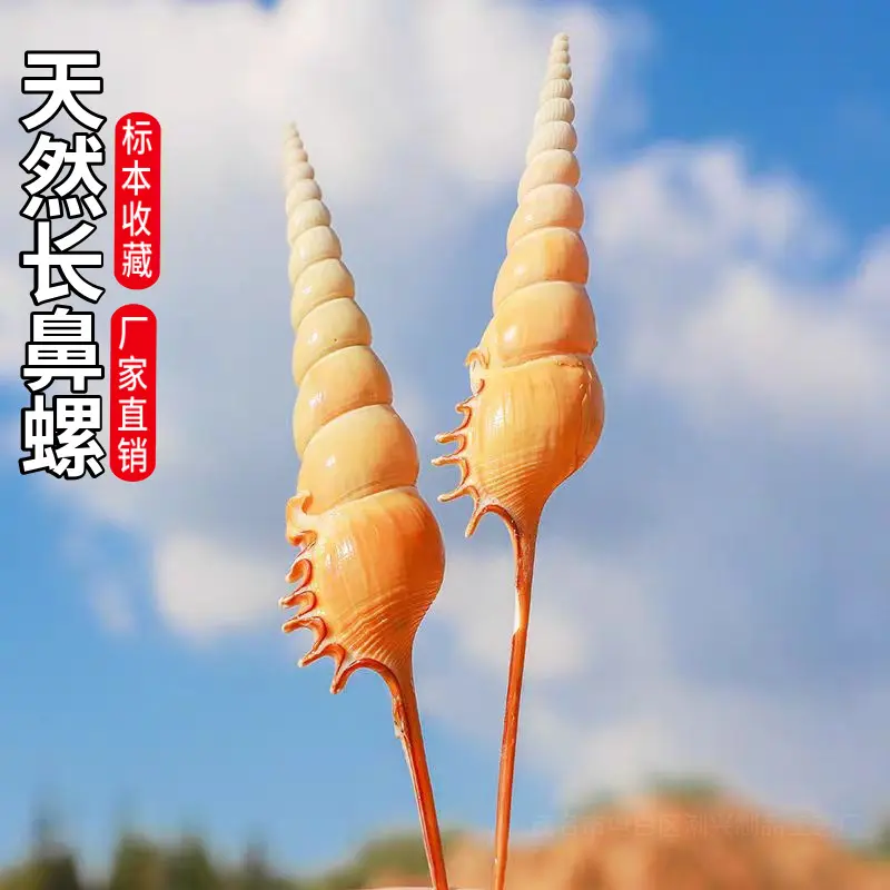 天然海螺贝壳马丁长鼻螺收藏标本