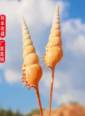 天然海螺贝壳马丁长鼻螺收藏标本