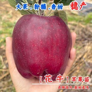 特大甘肃天水花牛苹果树苗嫁接美国蛇果苹果苗粉面苹果树盆栽地栽