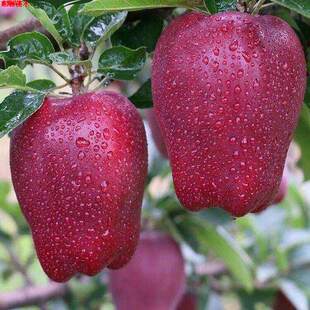 新品种特大红蛇果树正宗嫁接苹果苗南北方种植花牛苹果盆地栽耐寒