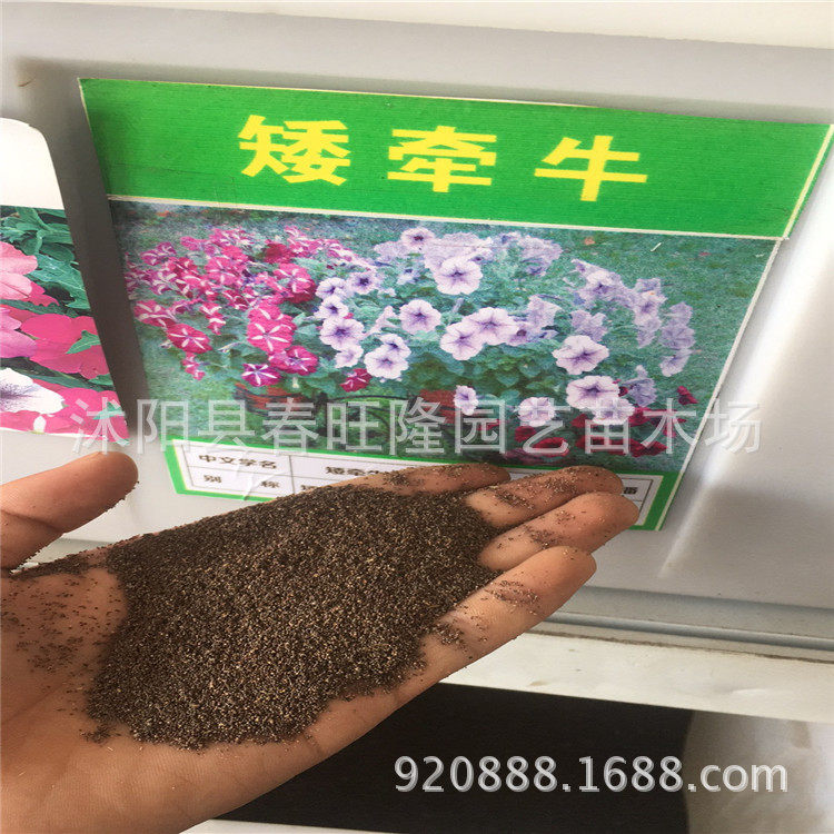 矮牵牛爬藤发芽牵牛花种子