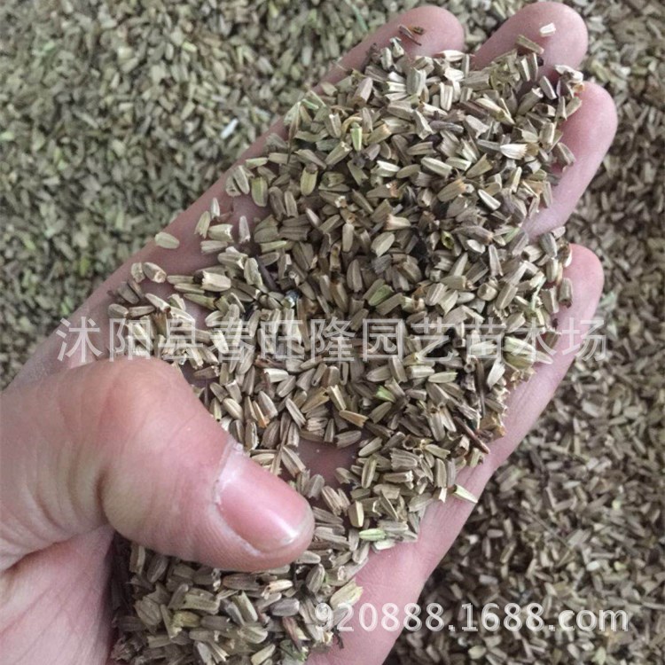 基地直销草花种子紫松果菊  松果菊 又名  大量出售松果菊种子