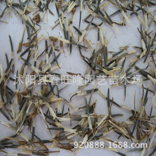 成活率高香草种子