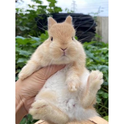 兔子活物宠物兔血统你荷兰免小型茶杯兔侏儒凤眼海棠垂耳兔