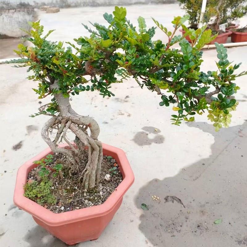 提根清香木盆景老桩造型胡椒木驱蚊虫草易养悬崖盆栽室内客厅植物