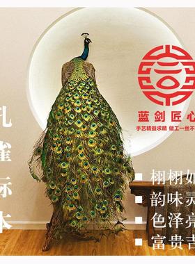 白孔雀标本孔雀羽毛客厅孔雀工艺品孔雀摆件动物标本孔雀扇饰品