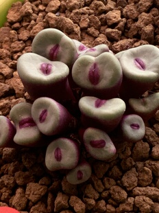 常年红小红嘴肉锥多肉植物五年生老桩18头编号嘴