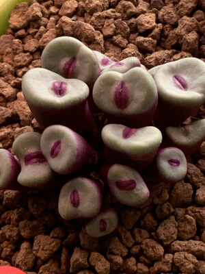 常年红小红嘴肉锥多肉植物五年生老桩18头编号嘴