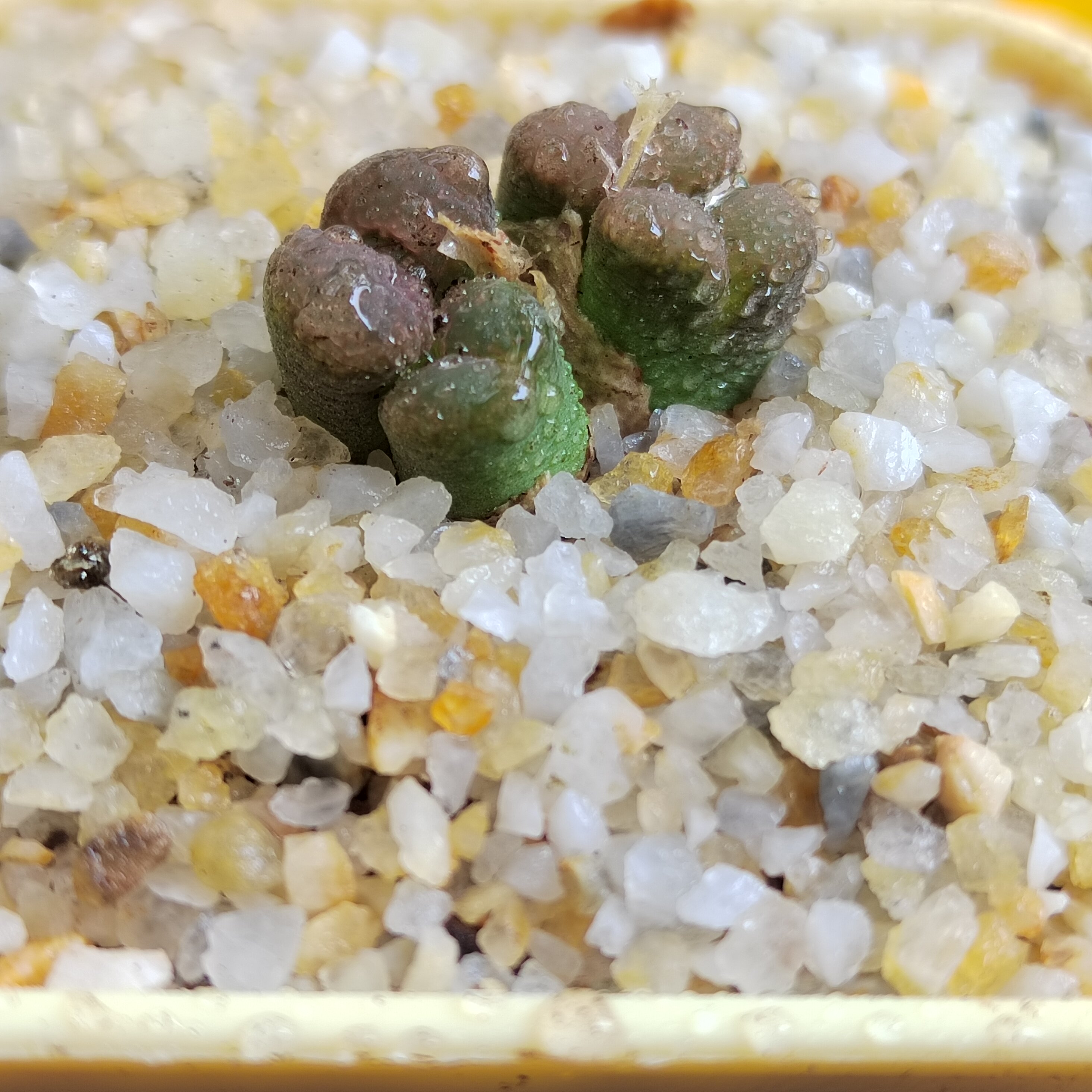 肉锥鸟哈尼豹纹紫鸟流水纹精品选多肉植物