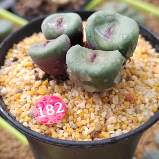 182#常年红小红嘴肉锥多肉植物五年4头单头尺寸1.7厘米一物一拍