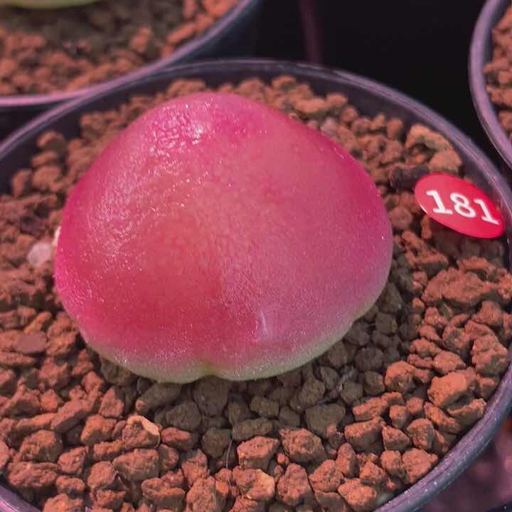81—100#灯泡肉锥多肉植物多肉植物