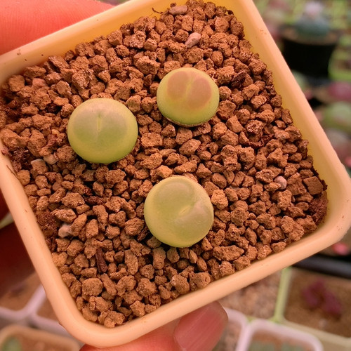 拉登多肉植物3颗4年生