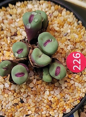 226#编号小红嘴肉锥多肉植物常年红9头老桩一物一拍