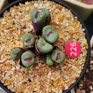 226#编号小红嘴肉锥多肉植物常年红9头老桩一物一拍