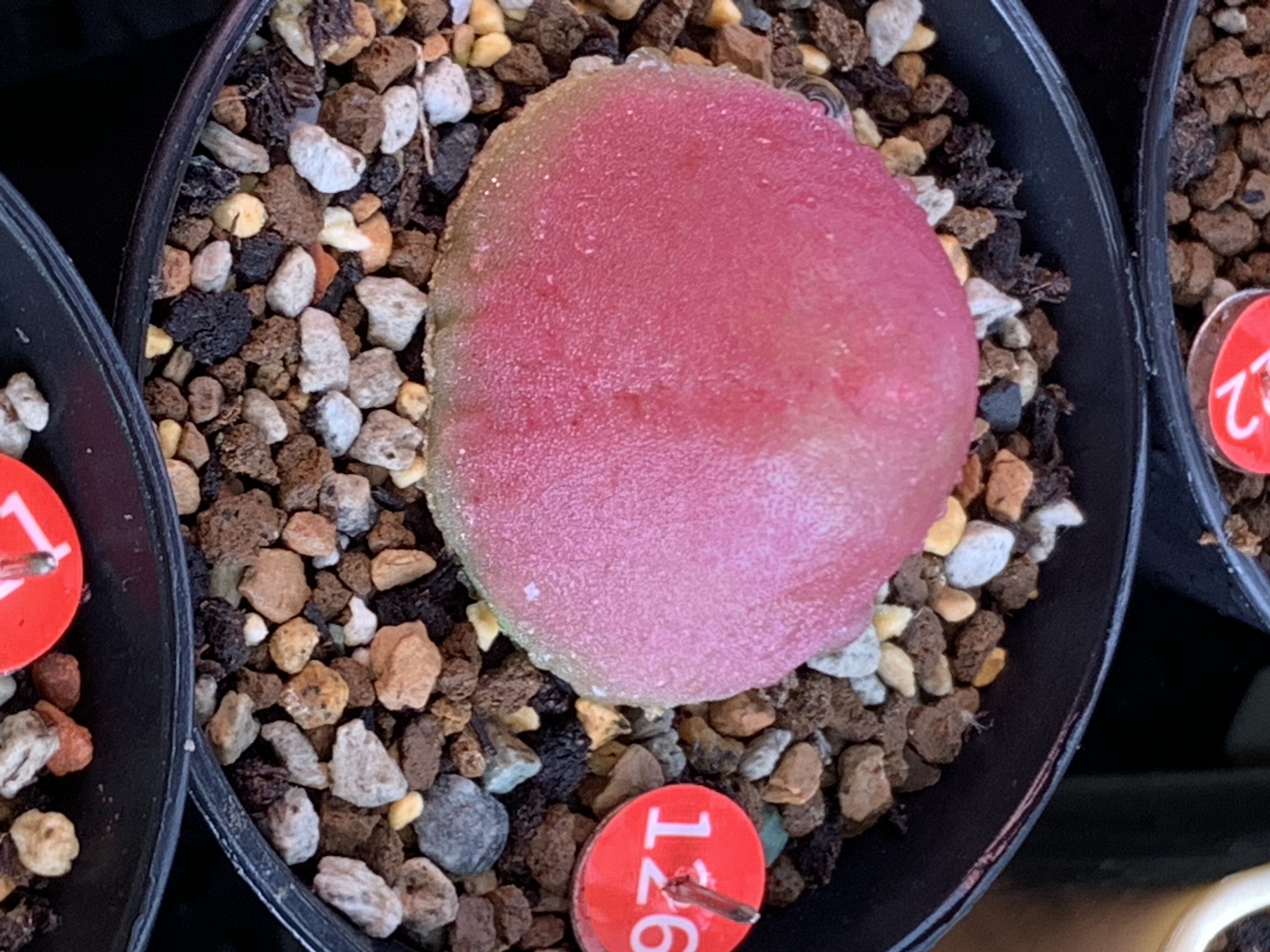 灯泡肉锥多肉植物3.0-3.5多肉植物