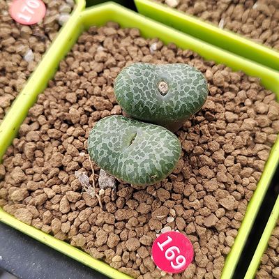 169#大型泡泡安贞肉锥多肉植物单头尺寸2.3㎝所标价格为单头价格