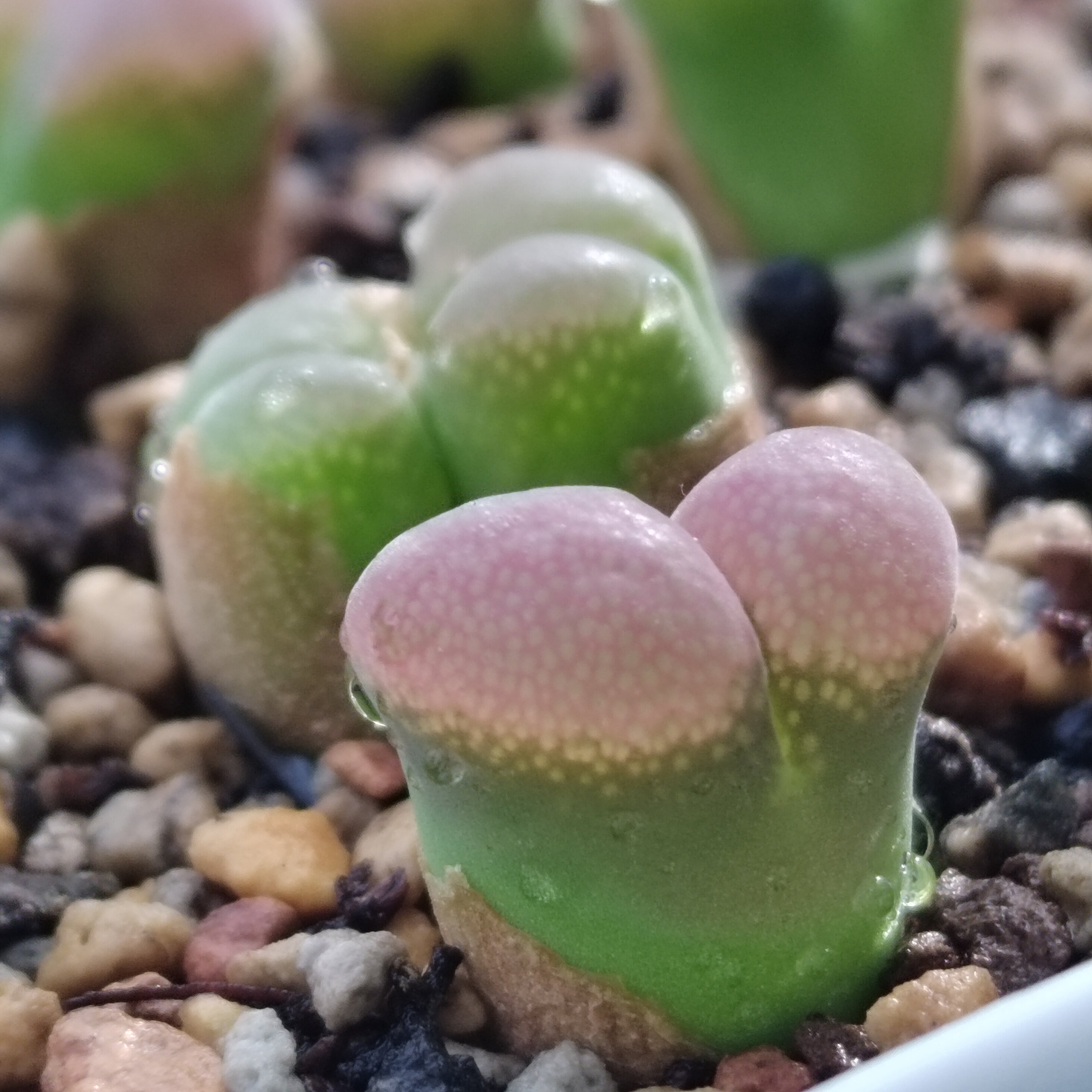 红宝石风铃肉锥4年生多肉植物多肉植物