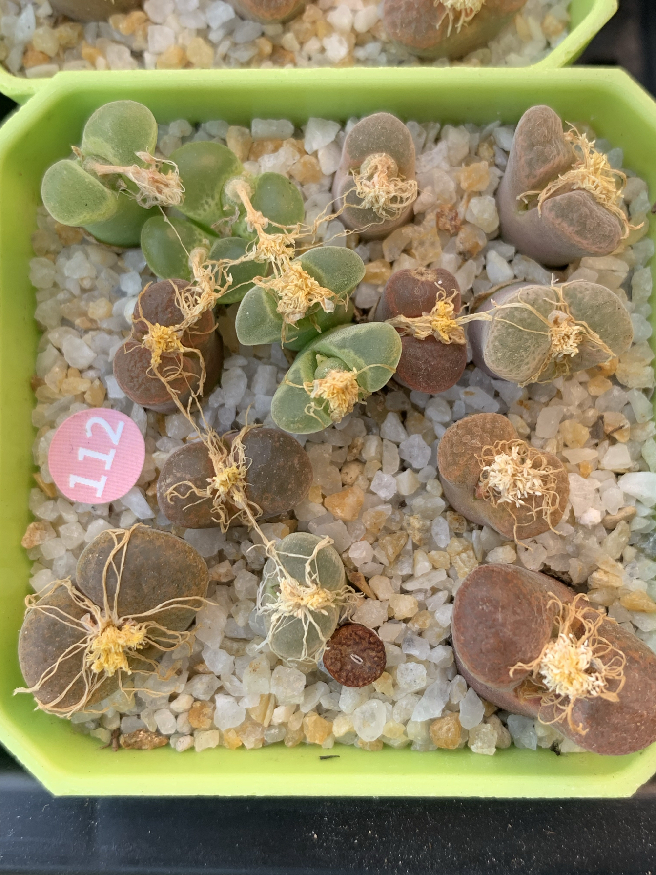 112红风铃肉锥多肉植物五年生母本风铃混合