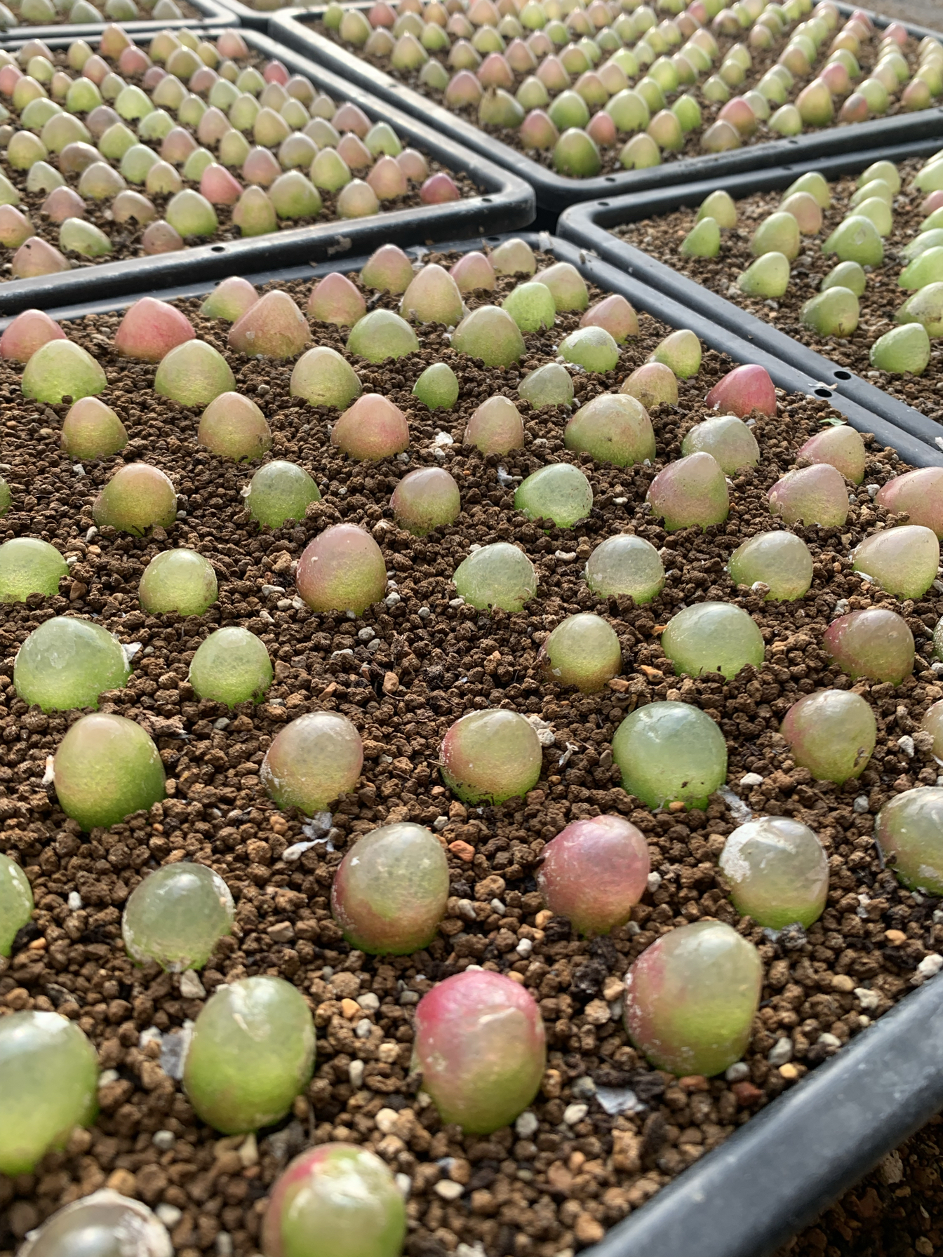 灯泡肉锥3年生多肉植物1.5–2.0厘米