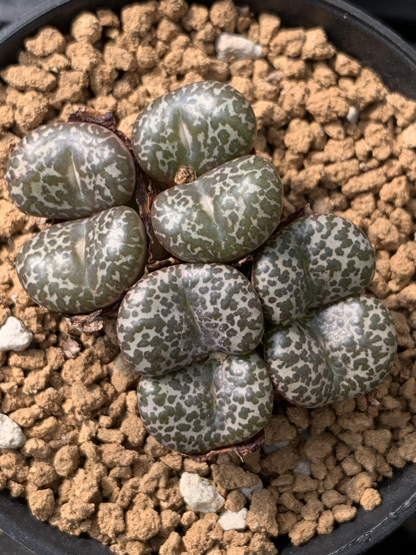 大型泡泡安贞编号obcordellum 'mundum', Pakhuis种子50粒一份