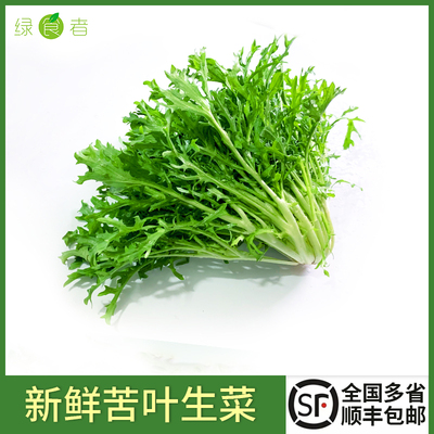 新鲜苦菊苦细叶生菜沙拉蔬菜