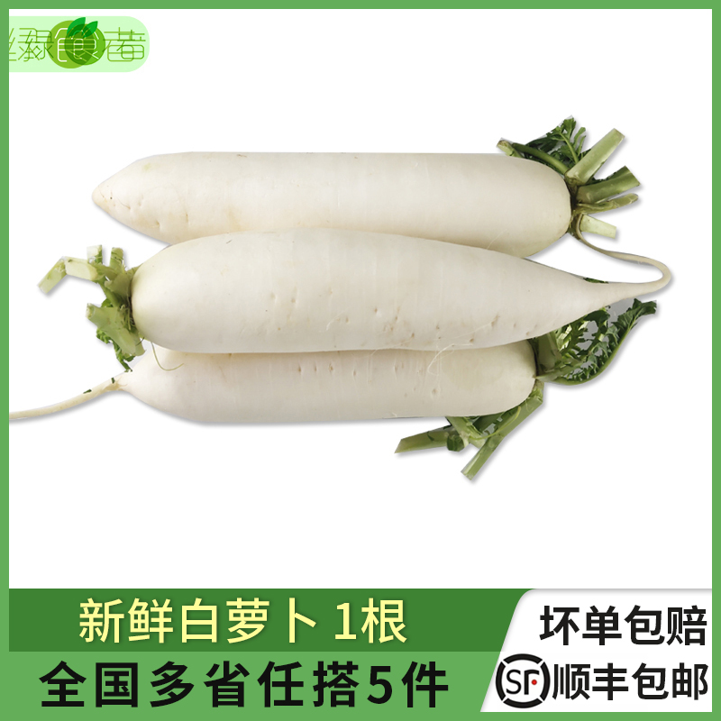 新鲜白萝卜2斤左右蔬菜