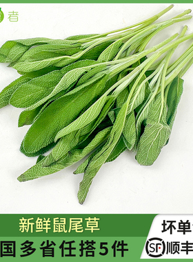 新鲜鼠尾草 西餐香料  南丹参 Sage 餐厅用香草 5件包邮
