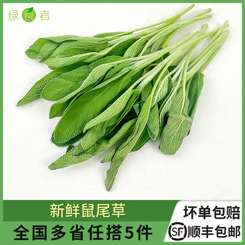 绿食者新鲜鼠尾草西餐香料
