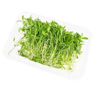新鲜香菜苗1盒 蔬菜苗可食用芽苗菜 西餐酒店摆盘装饰点缀5件包邮