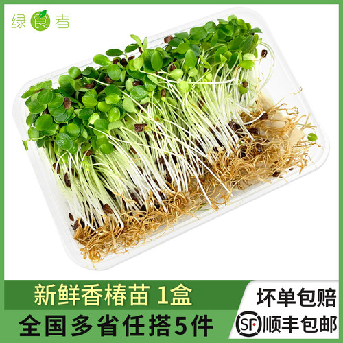 新鲜香椿苗1盒摆盘装饰材料