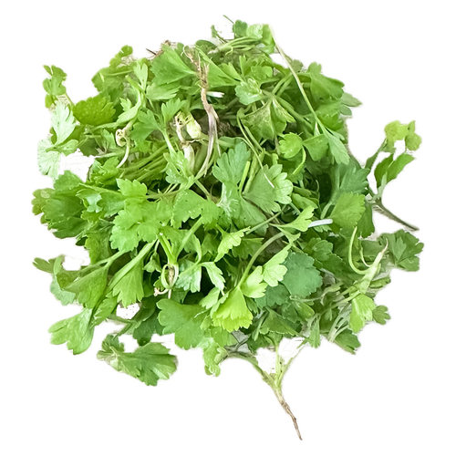 绿食者芹菜苗摆盘装饰材料
