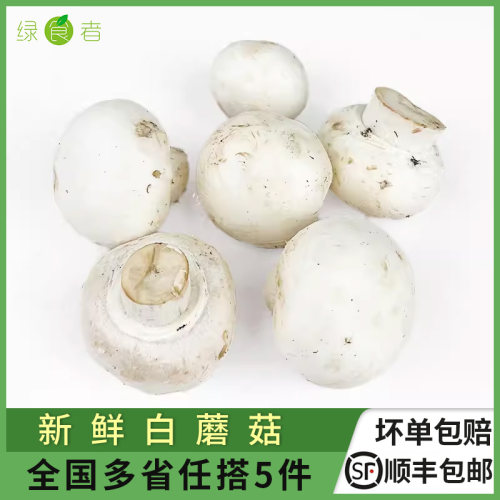新鲜口蘑双孢菇食用菌菇
