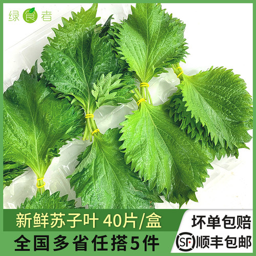 新鲜苏子叶日式烤肉包饭蔬材