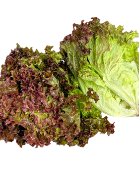 红叶蔬菜500g沙拉食材新鲜蔬菜
